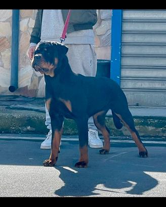 Rottweiler femmina