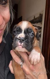 Cuccioli boxer fulvi