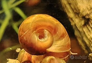 Planorbarius