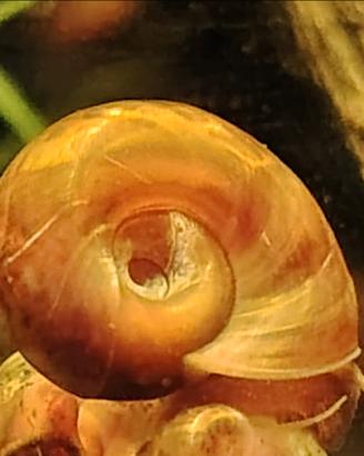 Planorbarius