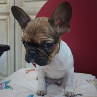 Femmina bulldog francese tricolor