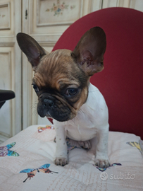 Femmina bulldog francese tricolor