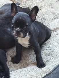 Bulldog francese