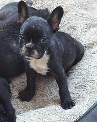 Bulldog francese