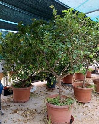 Agrumi vari fruttificanti i vaso