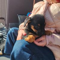 Pinscher- Chihuahua