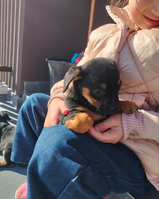 Pinscher- Chihuahua