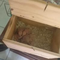 Pulli di inseparabili