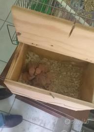 Pulli di inseparabili