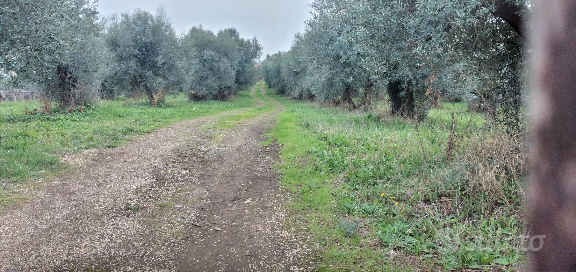 TERRENO DI 12 MILA MQ A FRASCATI - Vista 2