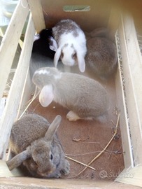 Conigli di diverse razze