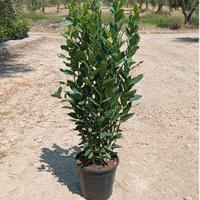 PIANTA ALLORO 110 CM D 24