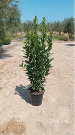 PIANTA ALLORO 110 CM D 24