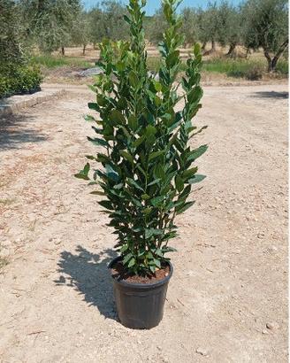 PIANTA ALLORO 110 CM D 24