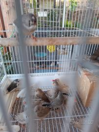 30 uccelli diamantini