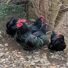 Gallina australop