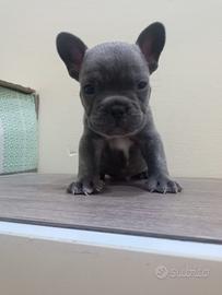 Bull dog