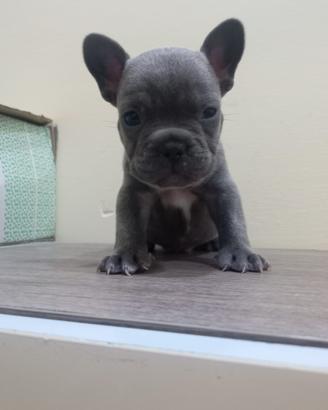 Bull dog