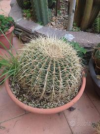 piante