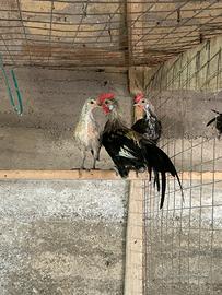 Galline ornamentali phoenix