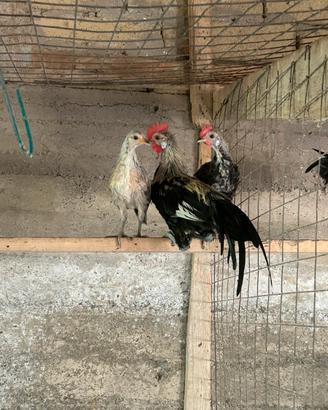 Galline ornamentali phoenix