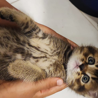 British Shorthair cuccioli