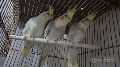 Calopsite e parrocchetti