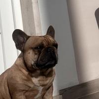 Bulldog francese per monta