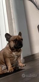Bulldog francese per monta