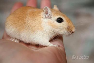 gerbilli 