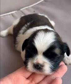 Cucciolo maschio di shihtzu