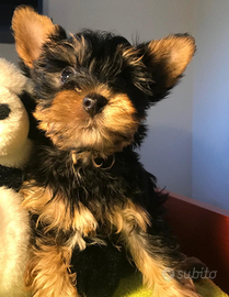 Cucciolo Yorkshire terrier maschietto