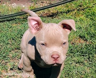 Cuccioli american bully pocket