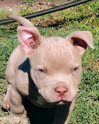 Cuccioli american bully pocket