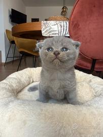 Scottish Fold e scottish straight
