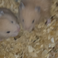 Criceti dorati grandi