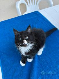 Maine coon femmina