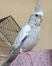 Calopsite Faccia bianca