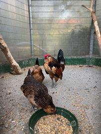 Galline nane barbute d Anversa