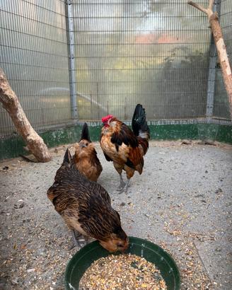 Galline nane barbute d Anversa