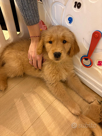 Cucciole golden retriever 100% americano