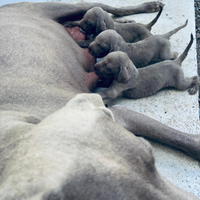 Weimaraner cucciolo