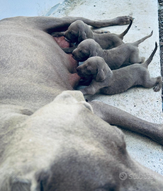 Weimaraner cucciolo