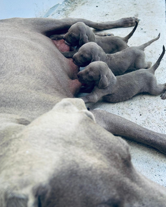 Weimaraner cucciolo