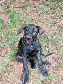 Presa Canario