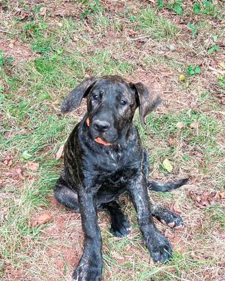Presa Canario