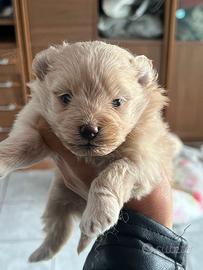 Cucciola pomapoo toy champagne