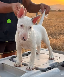 Cucciolo bull terrier miniature