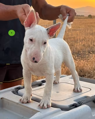 Cucciolo bull terrier miniature