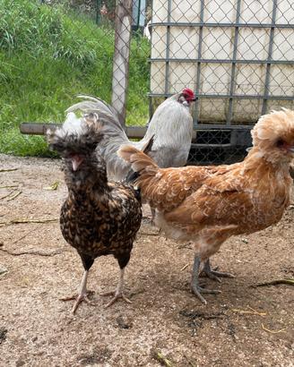 Galline padovane